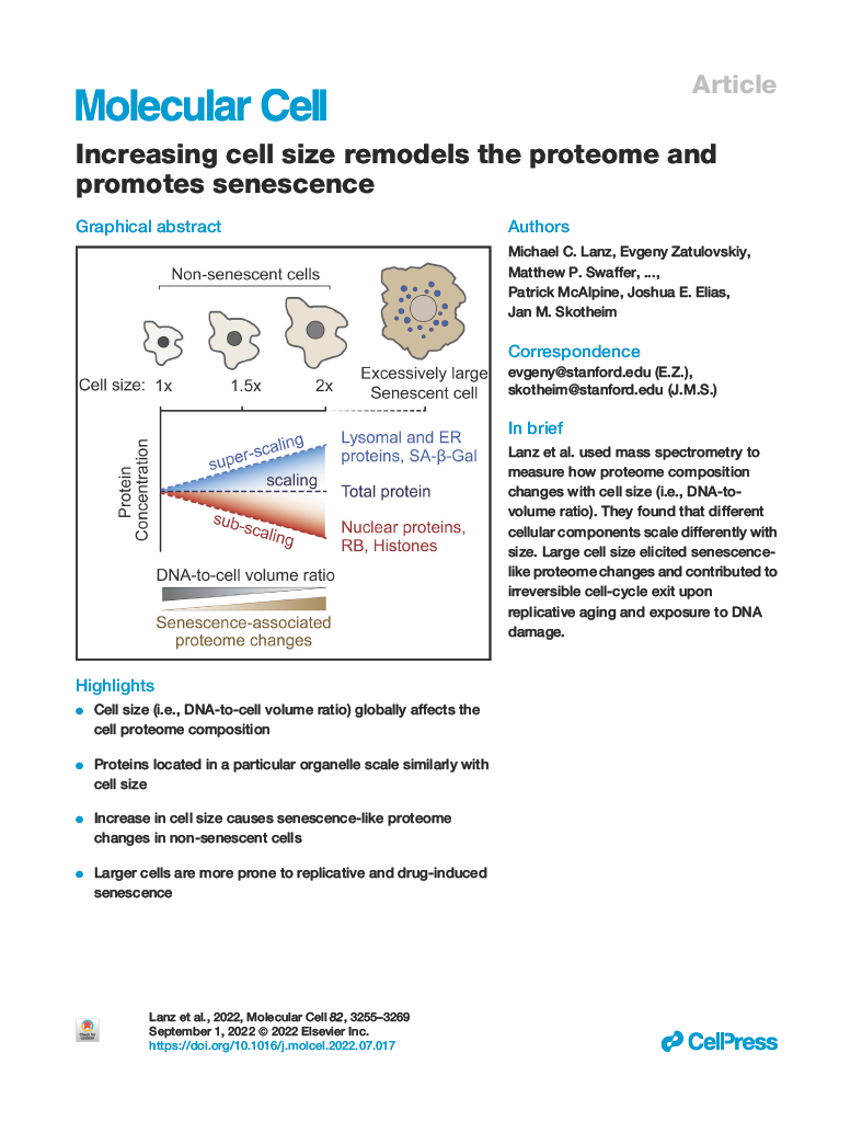Increasing cell size remodels the proteome and promotes senescence